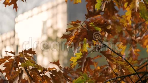 秋天太阳从办公楼的窗户反射出来上面有一个彩色的树叶图案视频的预览图