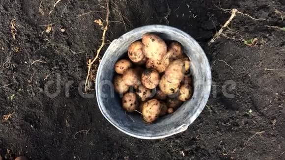 有机生物土豆掉进桶里顶部视图视频的预览图