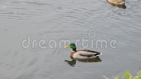 野鸭正在河边寻找食物视频的预览图