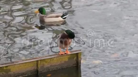一只野鸭在河的水面上被清洗视频的预览图