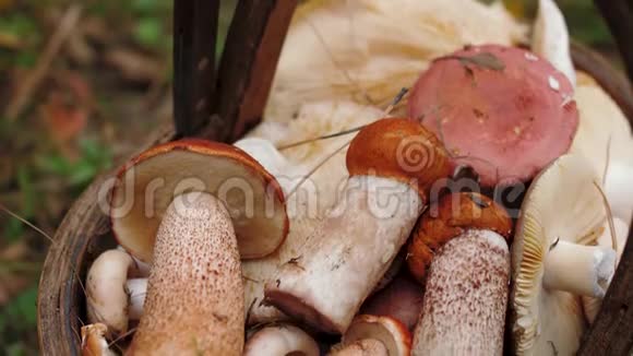 装满不同蘑菇的篮子来自林地的天然食物成分视频的预览图