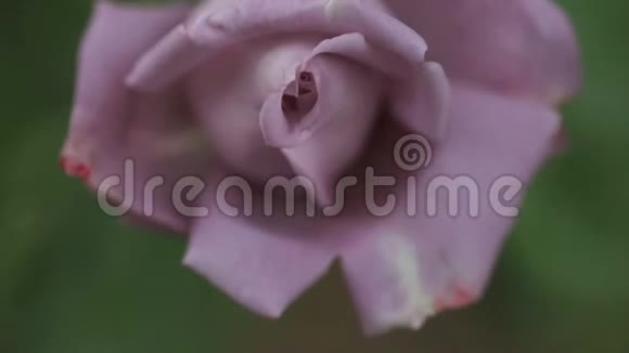紫薇色玫瑰特写视频的预览图