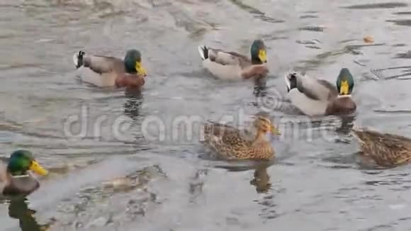 秋天野鸭从河里漂下来视频的预览图