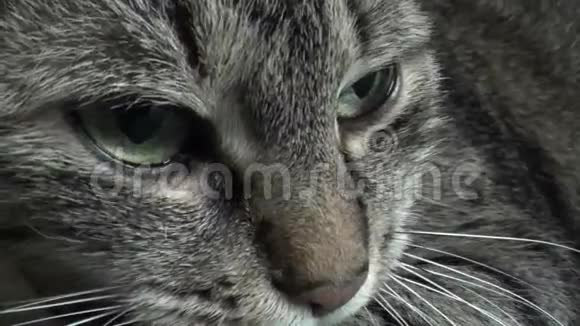 一只酸猫视频的预览图