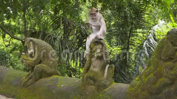 猴子坐在猴子雕塑的头上视频的预览图