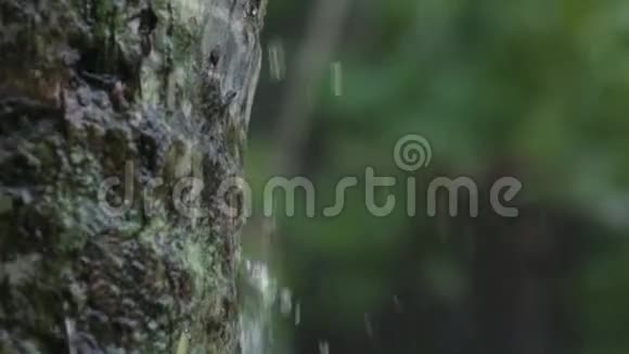 雨水从树上流下来视频的预览图