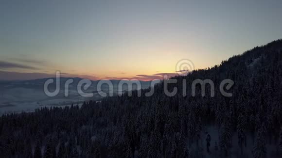 日出时冬季喀尔巴阡山脉的鸟瞰图在覆盖着云杉和松林的山上飞行视频的预览图