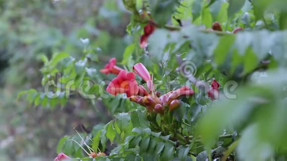 山雀花在风中摇曳蚂蚁沿着它爬行视频的预览图