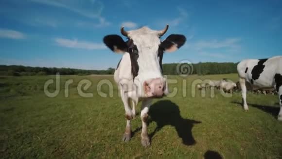 好奇的黑白牛在绿色草地上嗅着摄像机视频的预览图