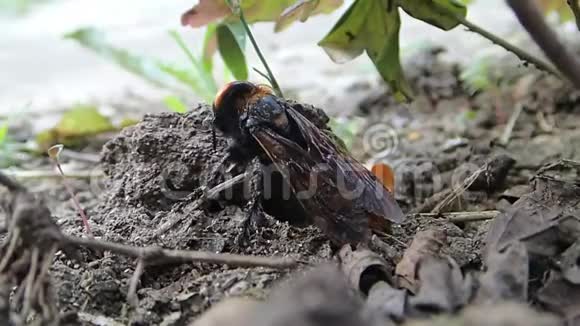 哺乳动物产卵后黄蜂视频的预览图