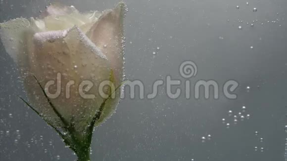 美丽的奶油色玫瑰发现在清澈的结晶水中空气中的气泡环绕着花朵视频的预览图