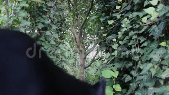 一只体型庞大美丽的黑狗沿着长满常春藤的树木之间的小路奔跑视频的预览图