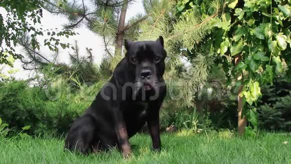夏日里一只美丽的小黑犬躺在绿草上视频的预览图