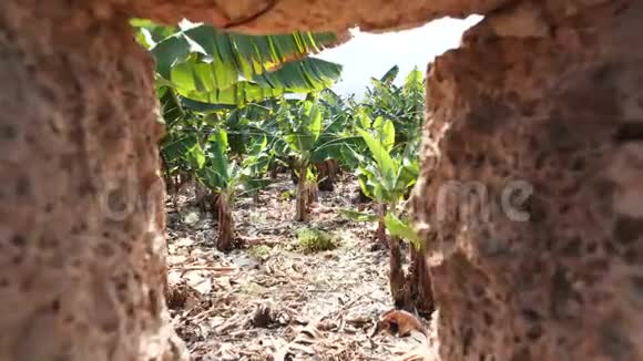 从栅栏的一个洞看香蕉种植园加那利群岛的香蕉生长在树上的绿色香蕉视频的预览图