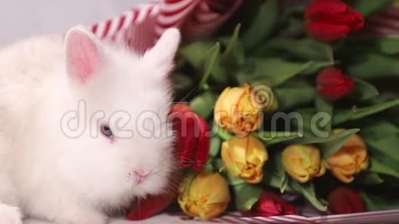 有花的小白兔视频的预览图