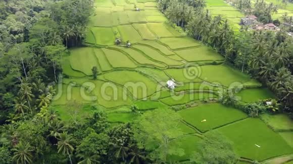 鸟瞰梯田稻田巴厘岛印度尼西亚视频的预览图