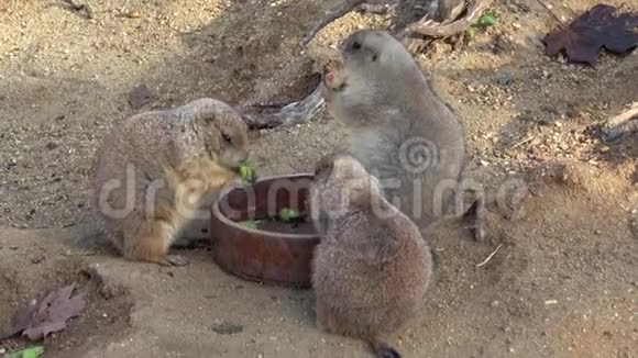老鼠在花园里的陶瓷碗里吃食物视频的预览图