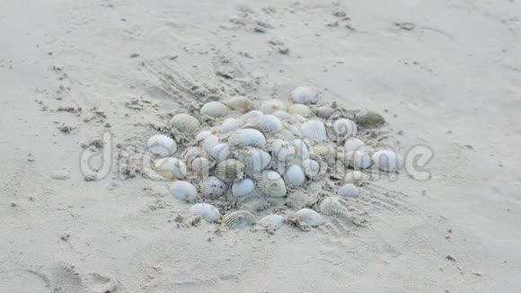 建造一座沙堡用贝壳装饰休闲于海上视频的预览图