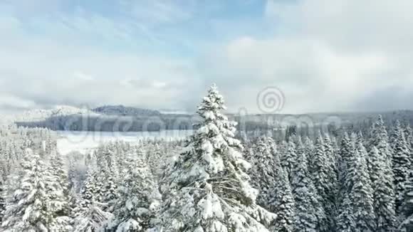 在一个晴朗的阴天森林里一棵覆盖着雪的树旋转着视频的预览图