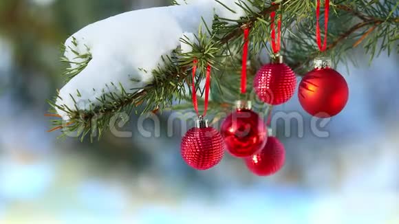 在白雪覆盖的松树树枝上挂着红色圣诞球作为户外装饰视频的预览图