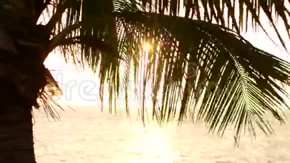 带有棕榈枝的日落景观视频的预览图