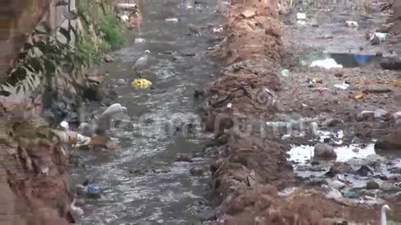 印度布巴内斯瓦尔肮脏的下水道自然灾害性污染视频的预览图