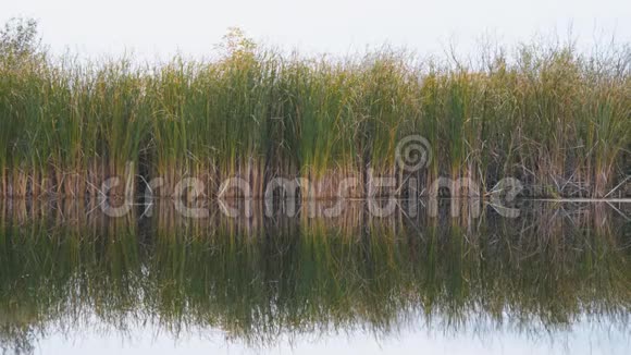 河流芦苇或甘蔗的景色视频的预览图