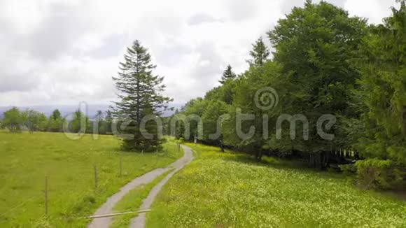 沿着徒步旅行的小路前方的空中覆盖着绿色的草地覆盖着鲜花和松树德国黑森林坏坏坏坏视频的预览图