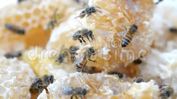蜜蜂在研究蜂蜜细胞视频的预览图