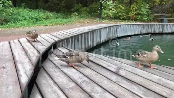 一群鸭子在池塘里游泳和吃饭城市公园的秋天景象视频的预览图