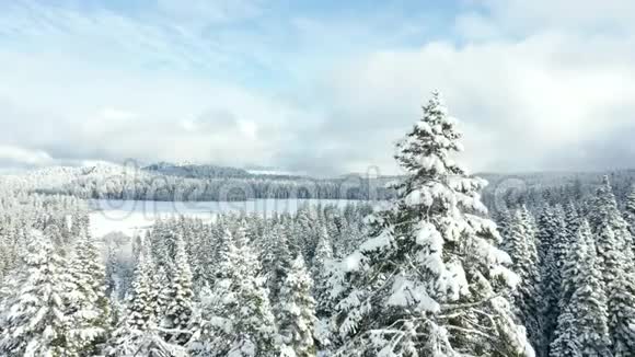 壮观的景色在树顶旁边飞行背景是冰冻的湖泊视频的预览图
