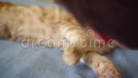 男孩看着生姜苏格兰折叠小猫舔爪子躺在毯子上特写视频的预览图
