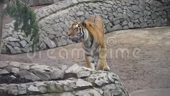 动物园里的大老虎视频的预览图
