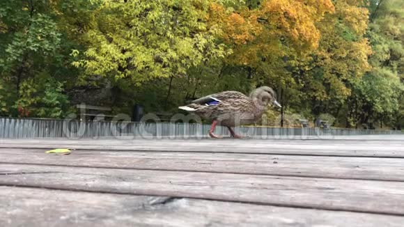 一群鸭子在池塘里游泳和吃饭城市公园的秋天景象视频的预览图