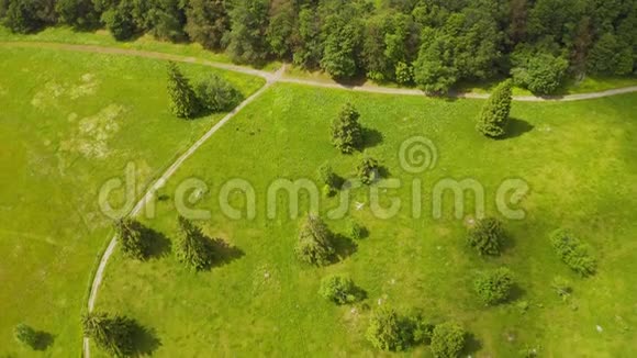 沿着徒步路径在绿色草地和松树上向前飞行德国黑森林恶劣的阴天间接费用视频的预览图