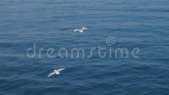三只海鸥在蓝天上翱翔海鸥在无云的天空中翱翔猛禽在湛蓝的天空中飞翔鸟视频的预览图