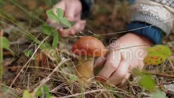 雌性手切割林中生长的食用白蘑菇视频的预览图