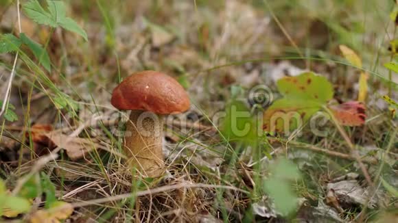秋林草间有棕帽和干叶的蘑菇视频的预览图
