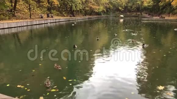 一群鸭子在池塘里游泳和吃饭城市公园的秋天景象视频的预览图