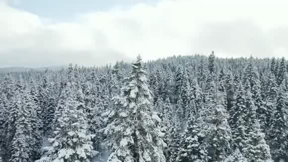 绕着一棵树旋转背景是白色的森林和多云的蓝天视频的预览图