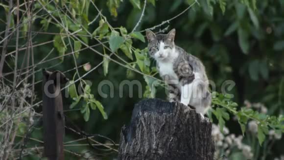 树桩上的猫视频的预览图