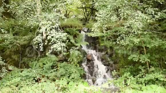 山岭地带的一条小溪在岩石和茂密的植被之间下降视频的预览图