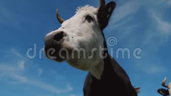 在天空背景的草地上接近黑白相间的奶牛放牧视频的预览图