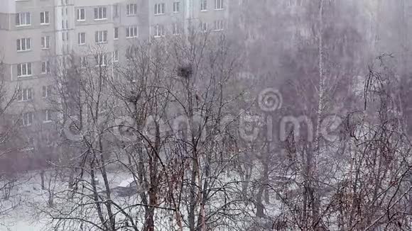 城市背景下的大雪和有鸟巢的树木视频的预览图