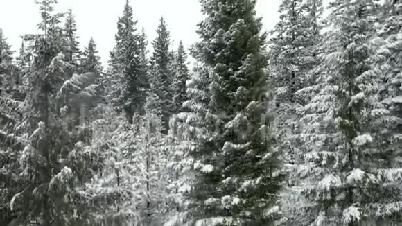 爬上一棵雪树露出地平线上的森林和山脉视频的预览图