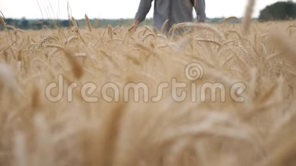年轻的农民走过大麦草地轻轻地抚摸着庄稼的金色耳朵农学家搬家的雄手视频的预览图