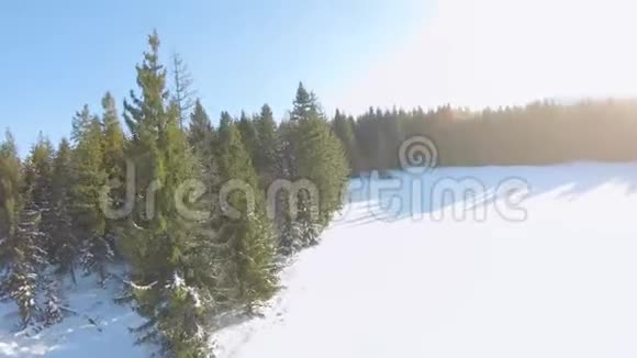 鸟瞰周围的云杉和雪景远处可见的山脉飞射无人驾驶飞机视频的预览图