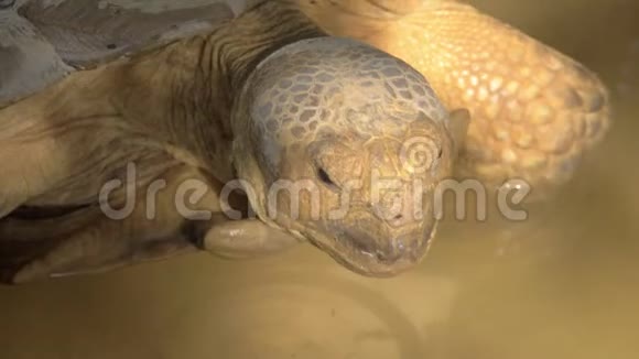 一个大龟头的特写视频的预览图