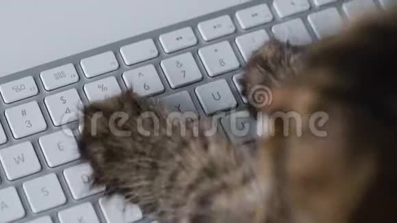 泰比猫正在电脑键盘上输入文字视频的预览图