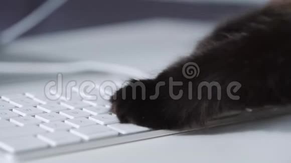 黑猫正在电脑键盘上输入文字视频的预览图